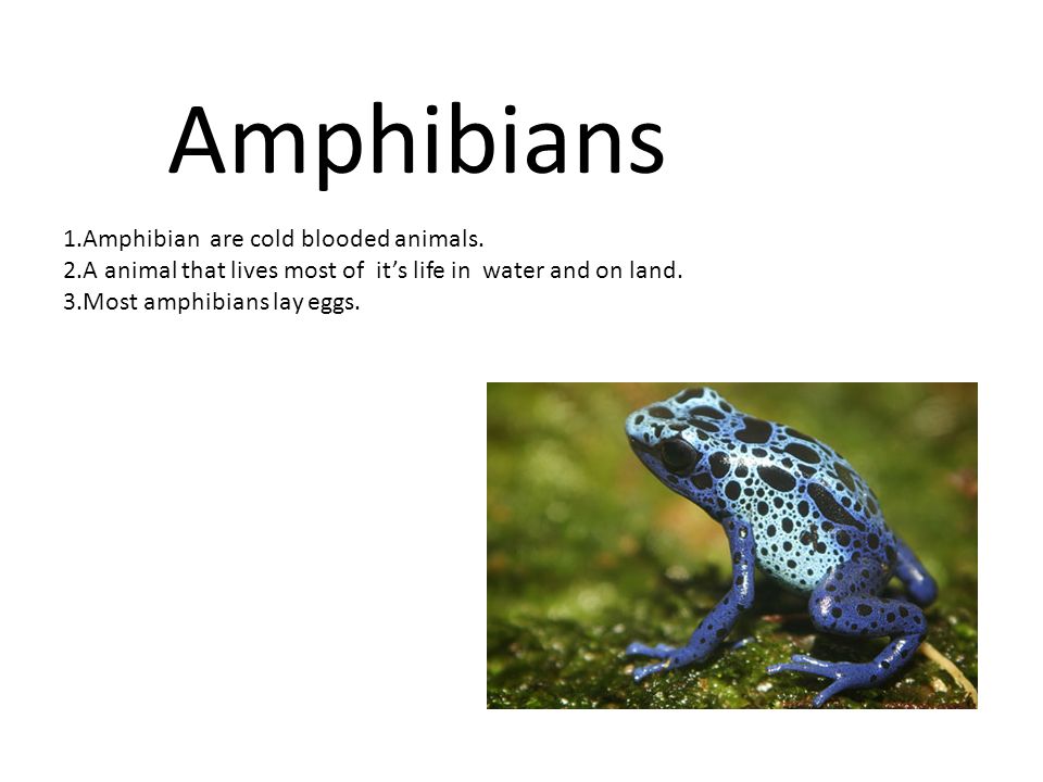 Amphibians  are cold blooded animals. - ppt video online download