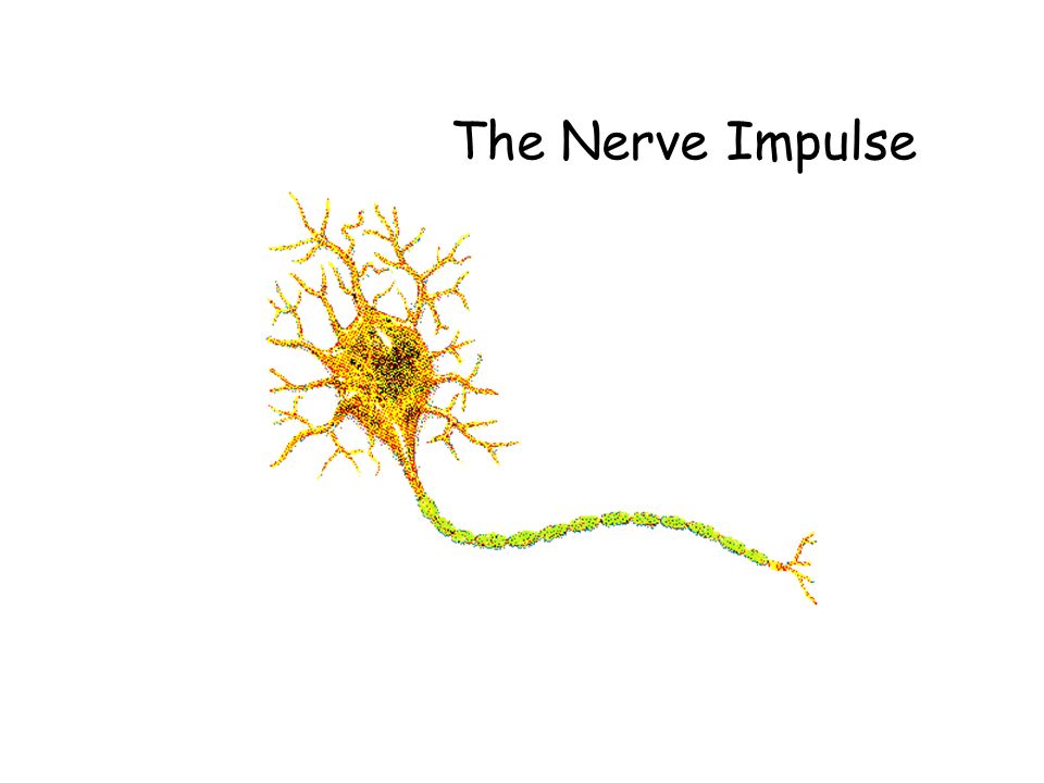 The Nerve Impulse. - ppt video online download