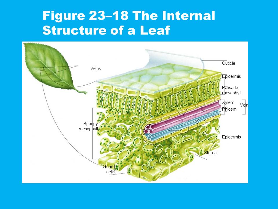 Leaf parts [15] (simple leaf on the left and compound leaves on the right).  | Download Scientific Diagram
