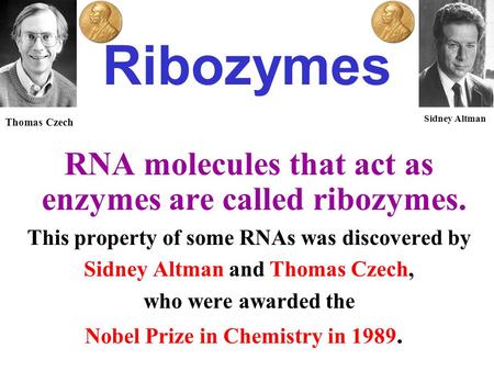 Ribozymes RNA molecules that act as enzymes are called ribozymes.