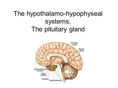 The hypothalamo-hypophyseal systems. The pituitary gland