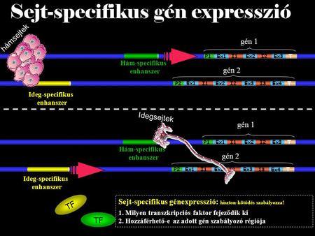 Gén 2 Idegsejtek Ideg-specifikus enhanszer P2 T Ex2Ex3 Ex4I3I2 Sejt-specifikus gén expresszió gén 1 P1 T Ex1Ex2 Ex3I2I1 Ex1 I1 Hám-specifikus enhanszer.