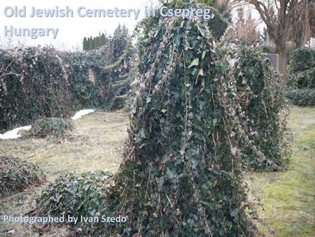 Old Jewish Cemetery in Csepreg, Hungary Photographed by Ivan Szedo.
