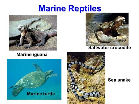 Marine Reptiles Saltwater crocodile Marine iguana