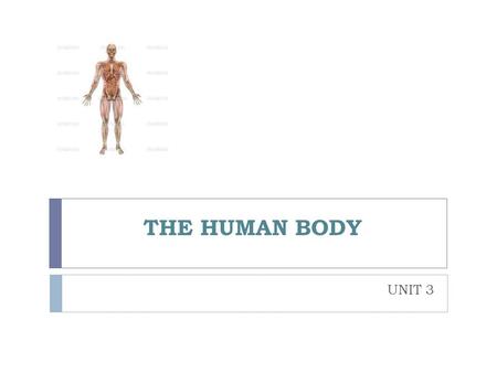THE HUMAN BODY UNIT 3.