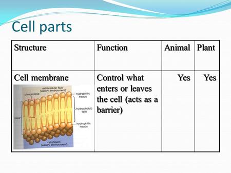 Cell parts Structure Function Animal Plant Cell membrane