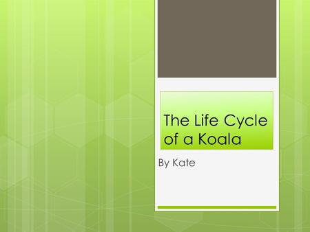 The Life Cycle of a Koala
