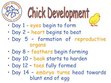 Day 1 - eyes begin to form Day 2 – heart begins to beat Day 5 – formation of reproductive organs Day 8 – feathers begin forming Day 10 – beak starts to.
