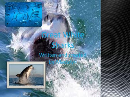 Written and created by:Madalyn Great White Sharks.