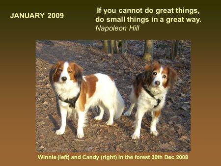 Winnie (left) and Candy (right) in the forest 30th Dec 2008 If you cannot do great things, do small things in a great way. Napoleon Hill JANUARY 2009.