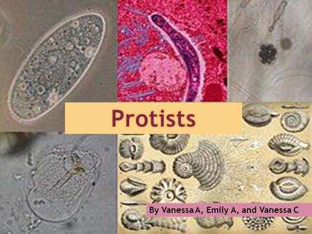 Protists By Vanessa A, Emily A, and Vanessa C.