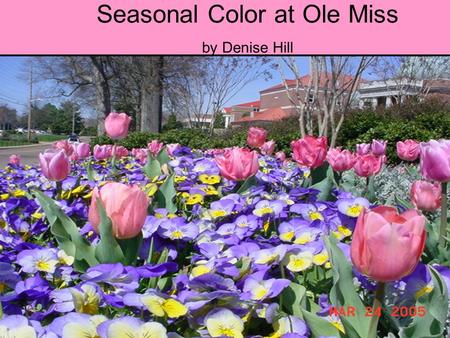 Seasonal Color at Ole Miss by Denise Hill. How do you make the flower beds look so nice? Dusty Miller borders Red leaf begonias. Purple & White pansies.
