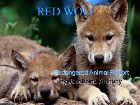 RED WOLF Endangered Animal Report by Jacob and Anthony.
