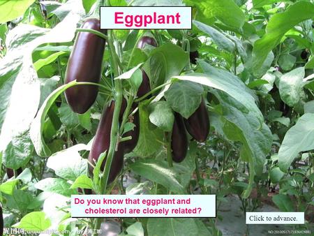 Do you know that eggplant and cholesterol are closely related? Do you know that eggplant and cholesterol are closely related? Eggplant Click to advance.