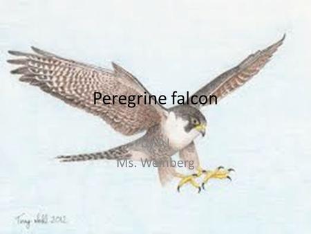 Peregrine falcon by AJ Ms. Weinberg.