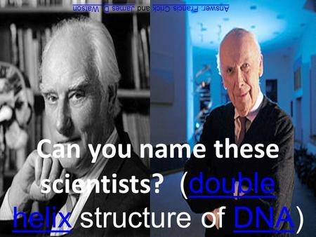 Can you name these scientists? (double helix structure of DNA)double helixDNA Answer: Francis CrickAnswer: Francis Crick and James D. WatsonJames D. Watson.