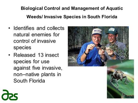 Biological Control and Management of Aquatic Weeds/ Invasive Species in South Florida Identifies and collects natural enemies for control of invasive species.