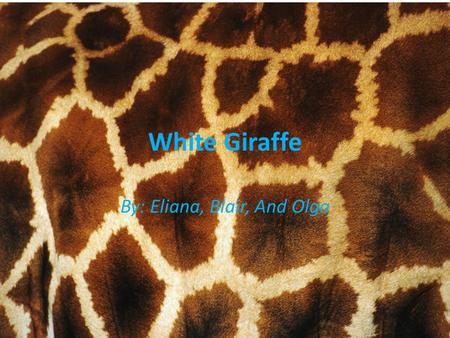 White Giraffe By: Eliana, Blair, And Olga. SIZE The same height as the real white giraffe. The White Giraffe is the same size as the real giraffe. Males.