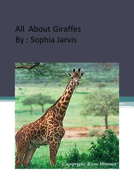 All About Giraffes By : Sophia Jarvis.