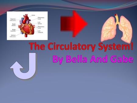 By Bella and Gabe. The Left atrium The Circulatory System starts in the heart and blood starts pushing out of the left atrium when the heart beats. The.