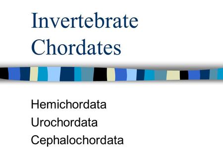 Invertebrate Chordates