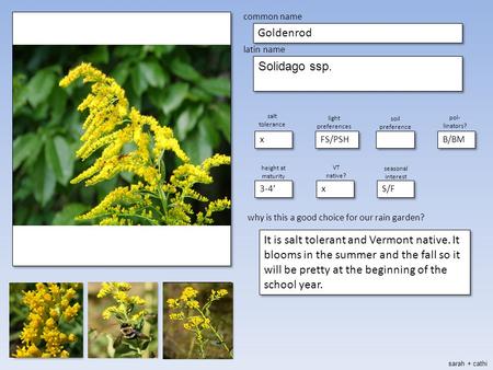 Place picture here make blank copies of this slide place picture here make blank copies of this slide common name Goldenrod latin name Solidago ssp. salt.
