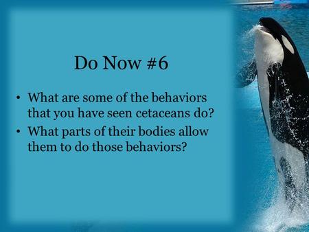 Do Now #6 What are some of the behaviors that you have seen cetaceans do? What parts of their bodies allow them to do those behaviors?
