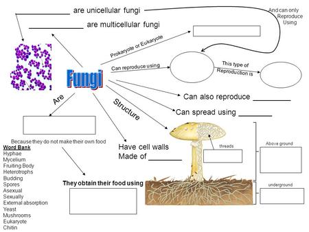 Fungi _____________ are unicellular fungi