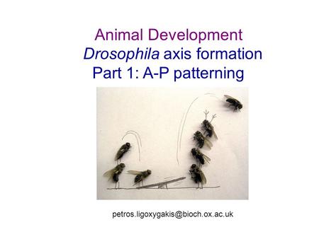 Animal Development Drosophila axis formation Part 1: A-P patterning