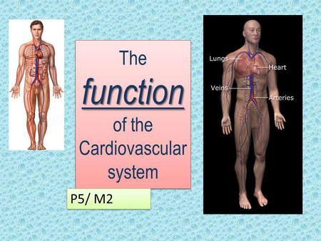The function of the Cardiovascular system