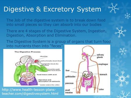 Digestive & Excretory System The Job of the digestive system is to break down food into small pieces so they can absorb into our bodies There are 4 stages.