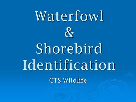 Waterfowl & Shorebird Identification CTS Wildlife.
