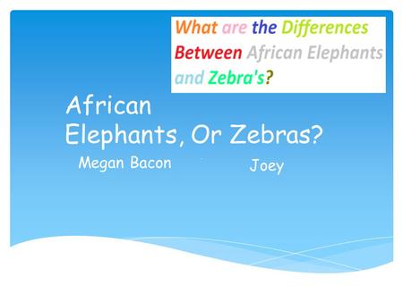 African Elephants, Or Zebras? Bye, Megan Bacon Joey.