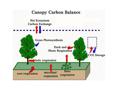 Plant Canopies and Carbon Dioxide Flux At night: - flux directed from canopy to the atmosphere - respiration from leaves, plant roots, soil Daytime:-