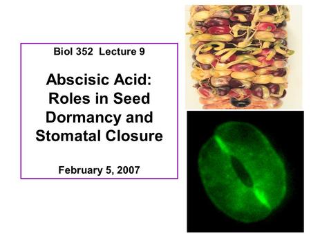 Roles in Seed Dormancy and Stomatal Closure