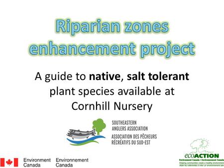 A guide to native, salt tolerant plant species available at Cornhill Nursery.