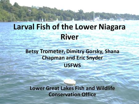 Larval Fish of the Lower Niagara River Betsy Trometer, Dimitry Gorsky, Shana Chapman and Eric Snyder USFWS Lower Great Lakes Fish and Wildlife Conservation.