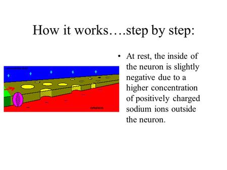 How it works….step by step: At rest, the inside of the neuron is slightly negative due to a higher concentration of positively charged sodium ions outside.