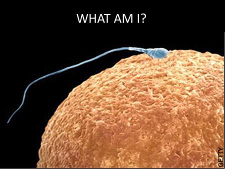 WHAT AM I?. SOURCE:  1. WHAT AM I? PLANT OR ANIMAL?