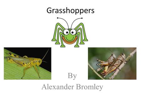Grasshoppers By Alexander Bromley.