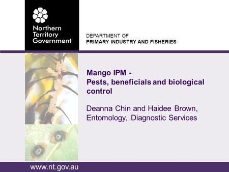 DEPARTMENT OF PRIMARY INDUSTRY AND FISHERIES www.nt.gov.au Deanna Chin and Haidee Brown, Entomology, Diagnostic Services Mango IPM - Pests, beneficials.