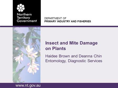 DEPARTMENT OF PRIMARY INDUSTRY AND FISHERIES www.nt.gov.au Haidee Brown and Deanna Chin Entomology, Diagnostic Services Insect and Mite Damage on Plants.