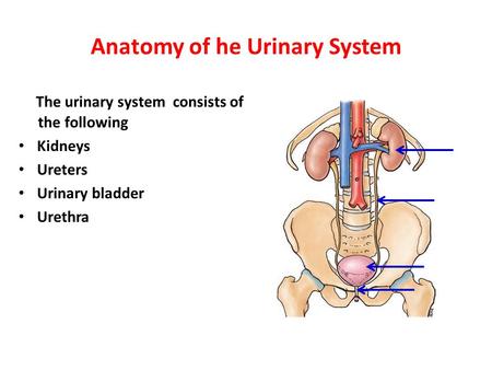 Anatomy of he Urinary System