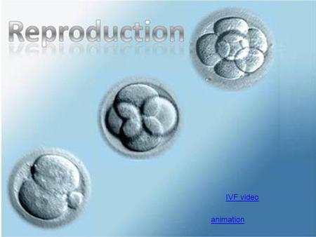 Animation IVF video. Testis Structure HL animation.