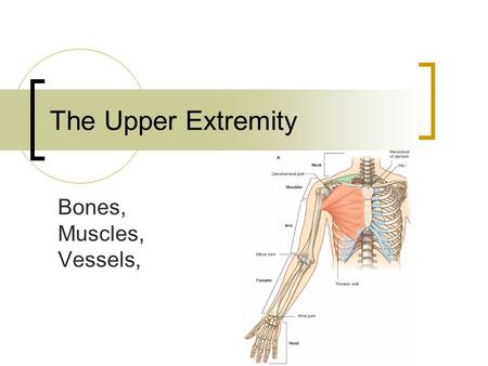 The Upper Extremity Bones, Muscles, Vessels,.