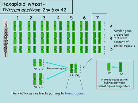 Hexaploid wheat- Triticum aestivum 2n= 6x= 42 1234567 A B D abcdabcd abcdabcd abcdabcd Similar gene orders but different content of similar repeats 7A.
