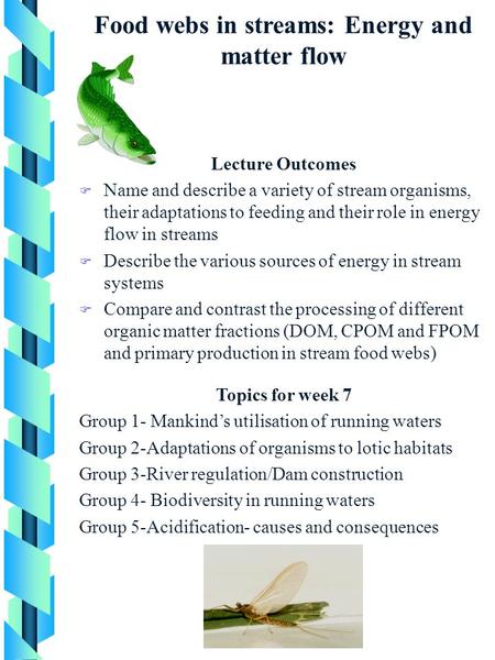 Food webs in streams: Energy and matter flow Lecture Outcomes F Name and describe a variety of stream organisms, their adaptations to feeding and their.