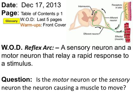 Warm-ups Date: Dec 17, 2013 Page: Table of Contents p 1 W.O.D: Last 5 pages Warm-ups: Front Cover W.O.D. Reflex Arc: – A sensory neuron and a motor neuron.