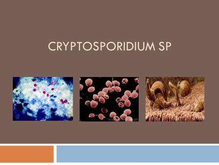 CRYPTOSPORIDIUM SP. What is it?  Cryptosporidium is an emerging coccidian protozoan parasite  It is associated with municipal water supplies which causes.