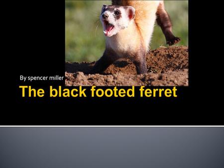 The black footed ferret